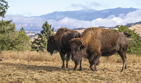 Bison Cal California Bountiful