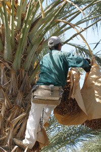 Palmeros spend about 100 days a year climbing trees that are roughly 80 feet tall.